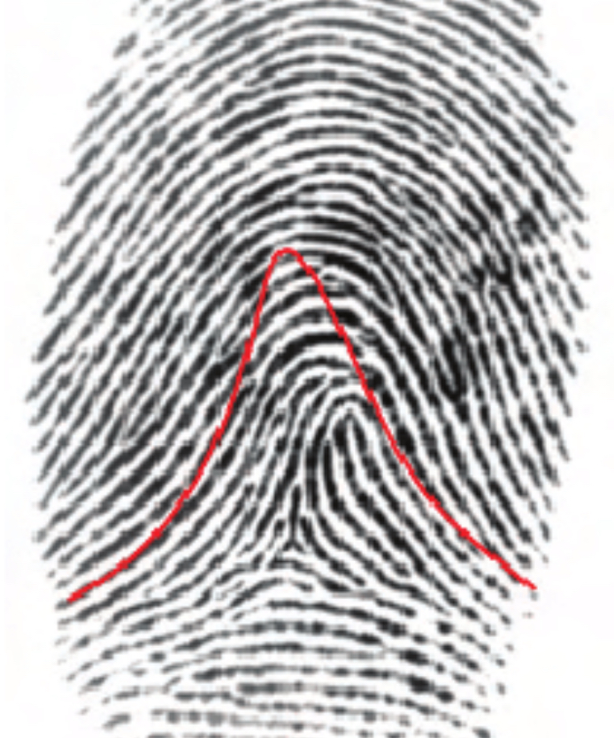 <ul><li><p>Sharp rise the center of the ridges</p></li><li><p>1 delta</p></li></ul><p></p>