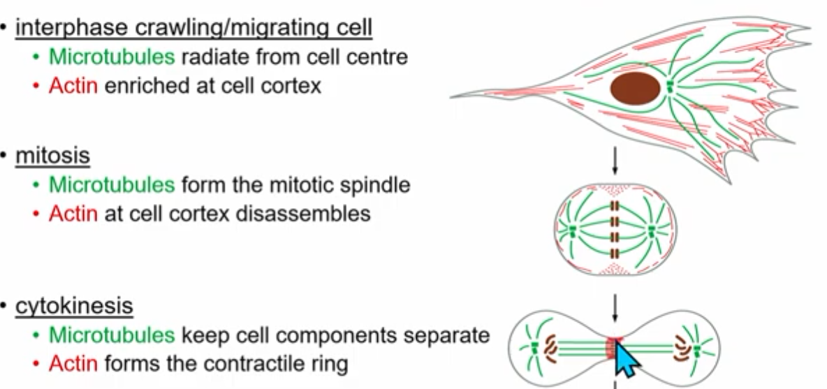 <p>Growth and Shrinkage</p>