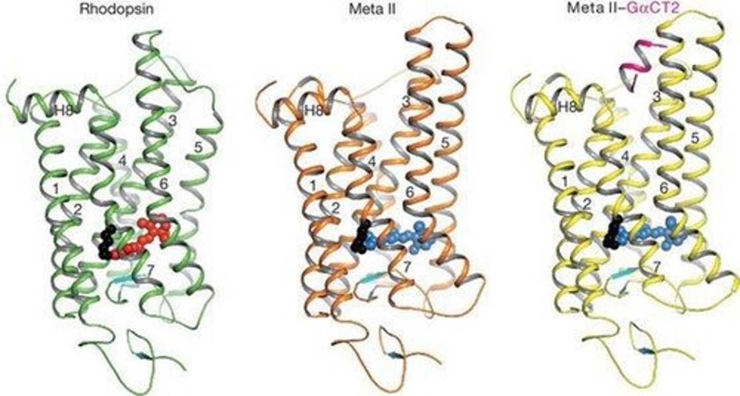 <p>It activates second messenger systems after photoactivation.</p>