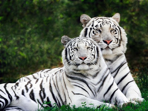 The home range of an animal is the area where it spends its time