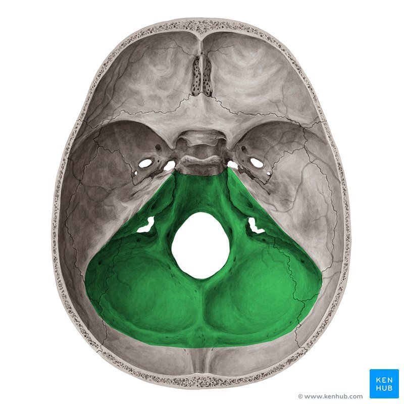 <p>Foramen magnum. Öppningar för kärl och kranialnerver. Inre örongången.</p>
