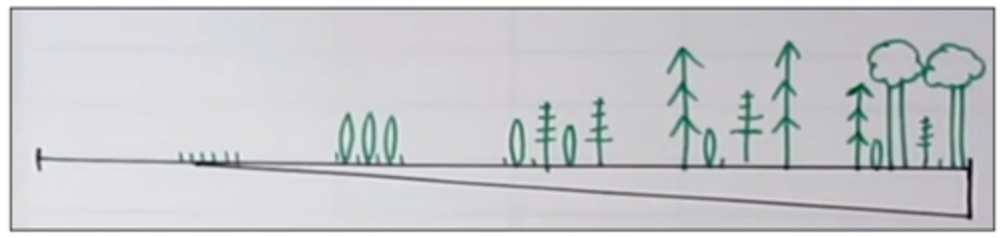 <p>1. <strong>Colonisation</strong> by <strong>pioneer species</strong> in area → usually due to spores and seeds blown in wind begin to grow</p><p></p><p>2. Pioneer species  <strong>change the abiotic</strong> <strong>&amp; environmental conditions</strong> and make the <strong>environment less hostile</strong> + <strong>increases stability</strong> e.g. die and decompose, forming a thin layer of soil, humus, which retains water OR increase in nutrients</p><p></p><p>3. These processes contribute to the formation of soil (e.g. decomposed by organisms and adding humus)</p><p></p><p>4. Environment becomes <strong>more suitable / favourable / less hostile for other species with different adaptations </strong>&amp; enables them to colonise/survive, and may be <strong>less suitable for the previous species</strong> – better-adapted species (usually larger) <strong>outcompetes</strong> previous species</p><p></p><p>5. Continues and area becomes suitable for larger and more diverse species of plants and animals</p><p></p><p>6. At initial stages of succession, <strong>biodiversity changes + increases</strong> during initial stages of succession</p><p></p><p>7. Continues until <strong>climax community</strong>: final stage in succession, complex, stable community, few species dominate (dominated by trees)</p>