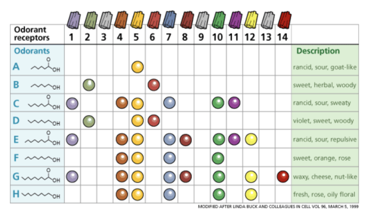 <p>different combinations of receptors being activated can cause us to perceive different smells</p>