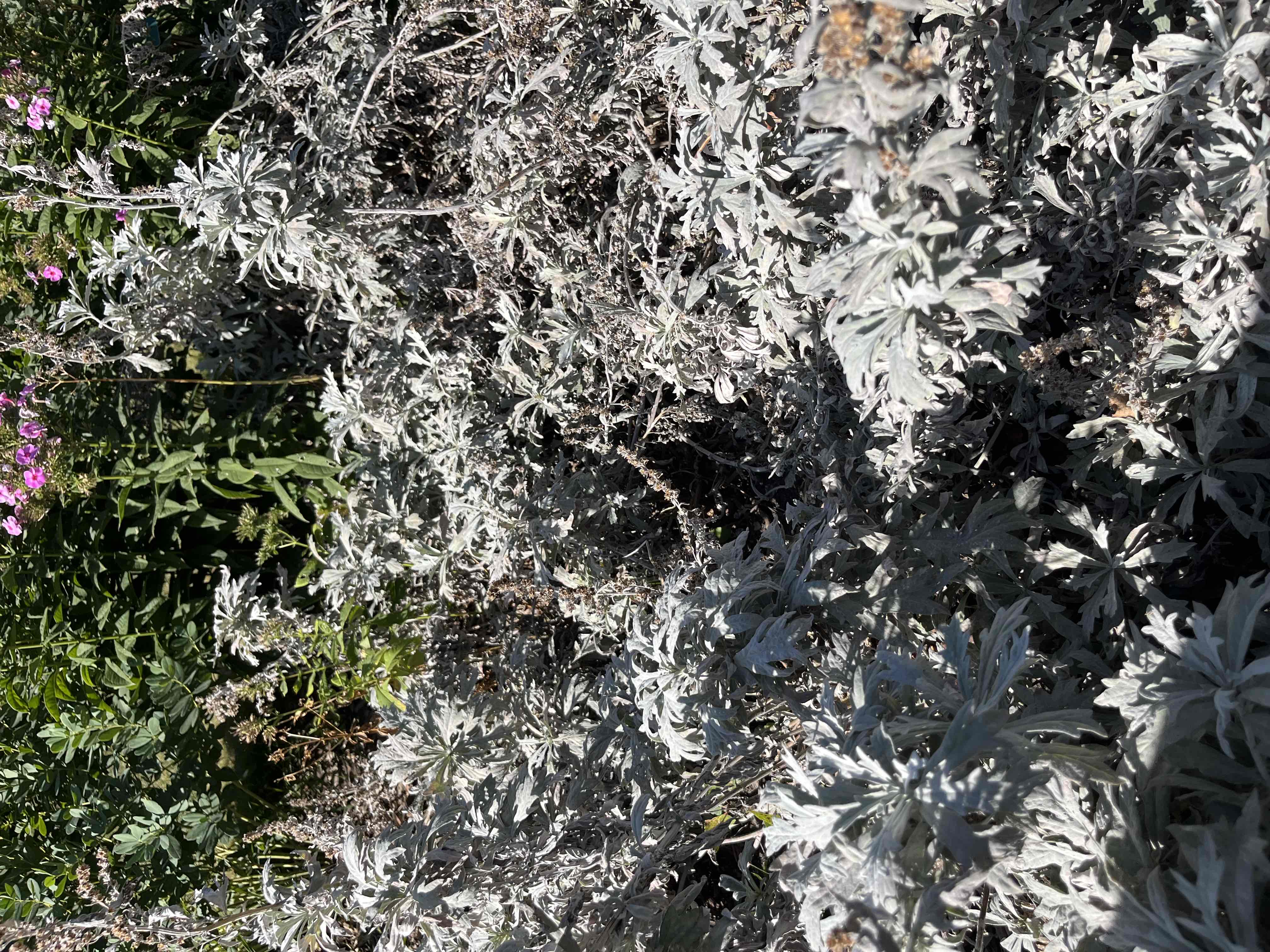 <p><span>Artemisia ludoviciana</span></p><p><span>White Sage</span></p>