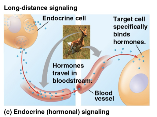 <p>Hormones travel to target cells through the circulatory system. Cells can only respond to the hormone signals if they have the correct receptor proteins </p>