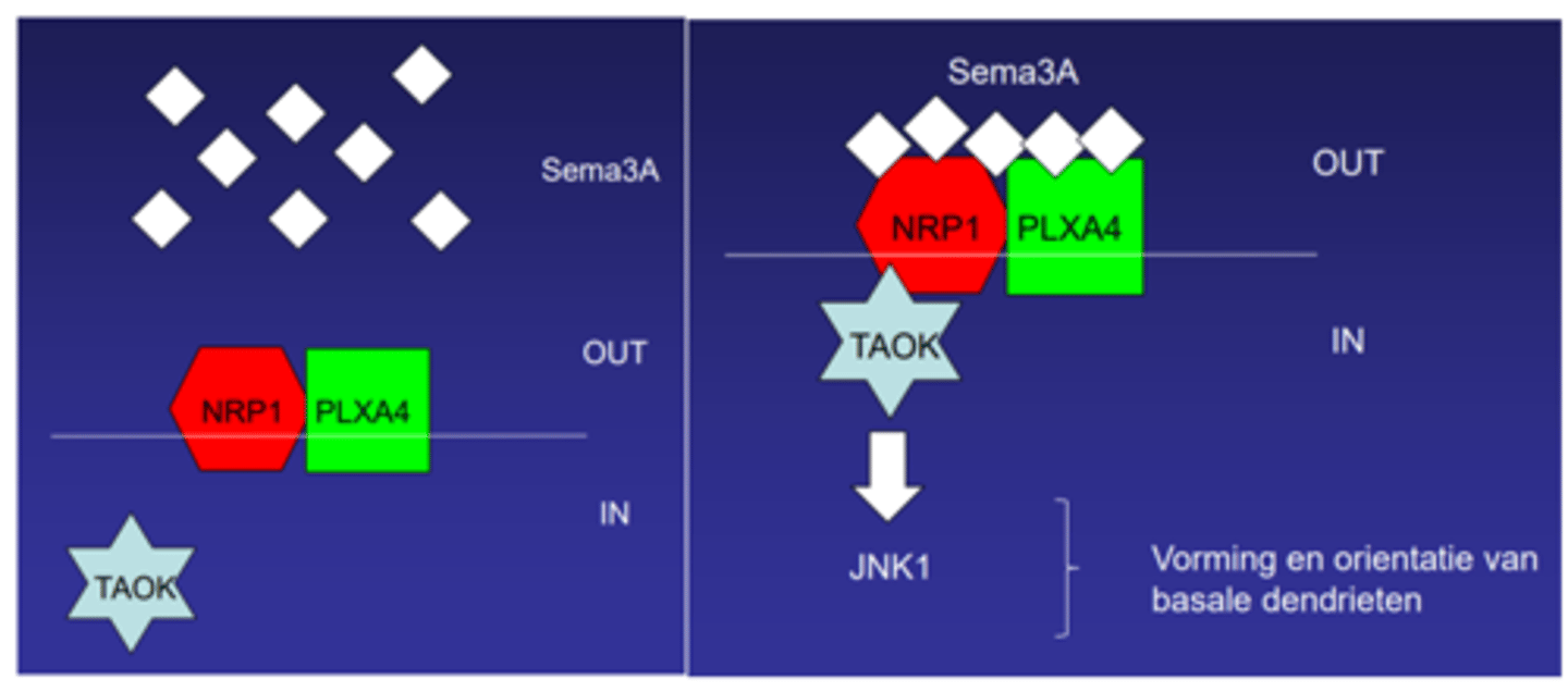 <p>§ Cel brengt toak2 tot expressie binnenin, NRP1 en PLXA4 zitten op membraan -&gt; sema3a bindt aan die receptoren -&gt; toak2 bindt aan NRP1 -&gt; wordt geactiveerd → signalering pathway tot expresse (<strong>c-Jun-kinase (JNK) pathway!!)</strong> -&gt; belangrijk voor vorming en oriëntatie van basale dendrieten</p>