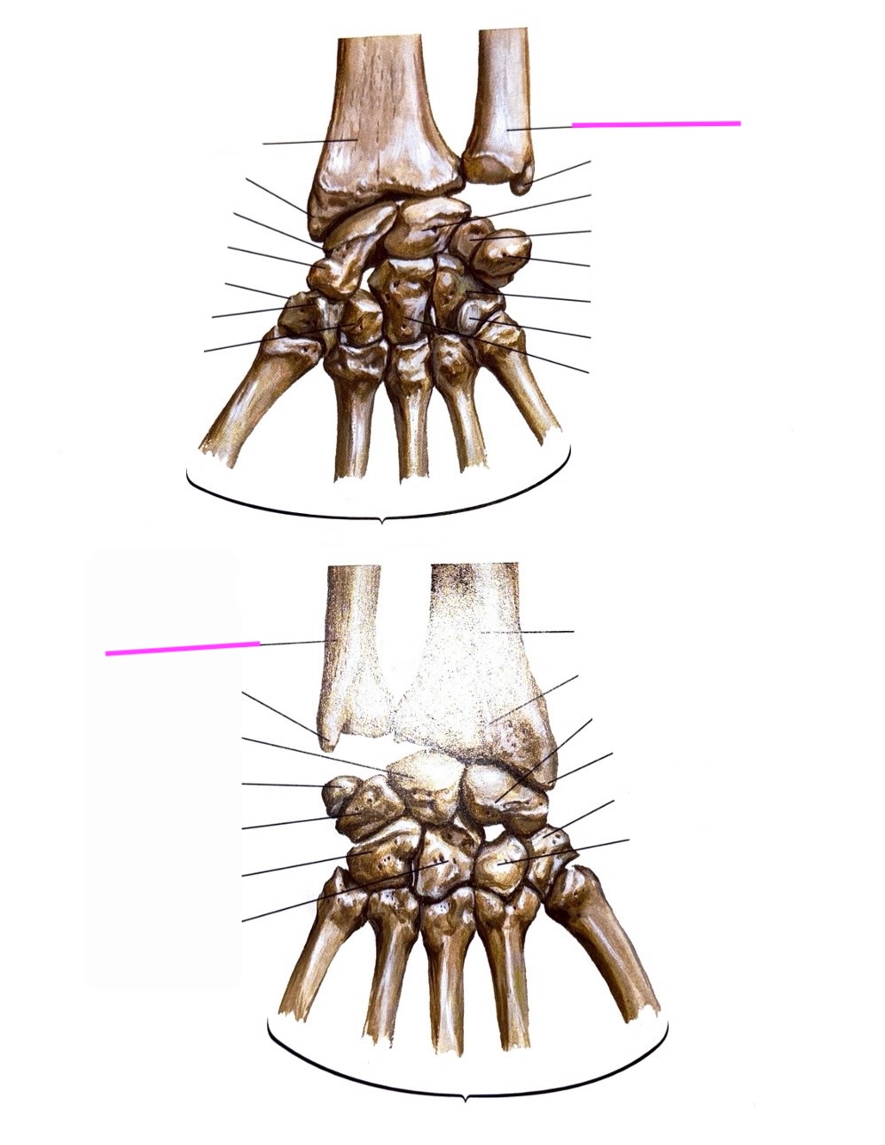 knowt flashcard image