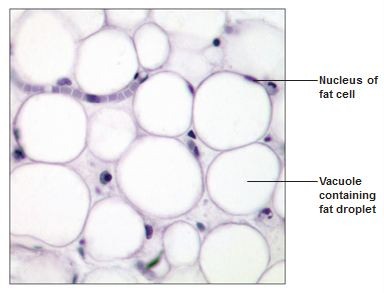 <p>Stores nutrients, lipid droplets stored in cytoplasm</p>