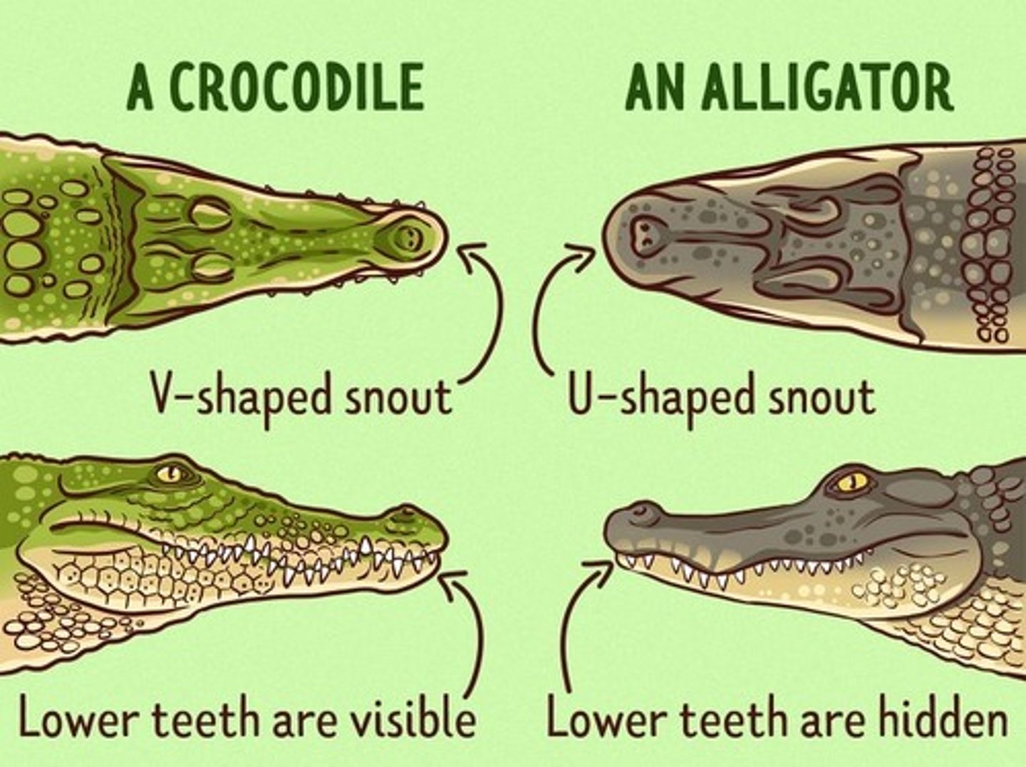 <p>this has a broad snout "U" shaped</p>