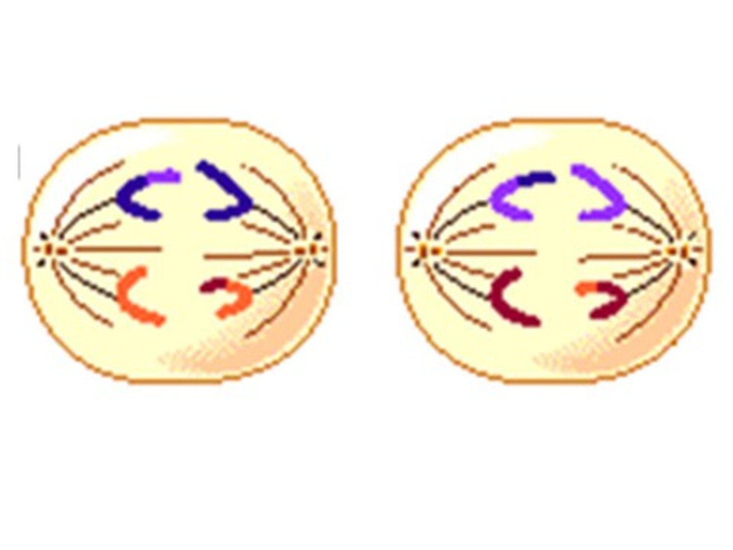<p>Identify this phase</p>