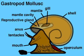 <p>What is the blacked out part of this gastropoda called?</p>