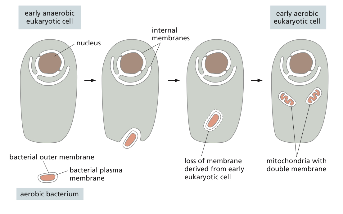resemble bacteria in many ways, and are thought to derive from bacteria that were engulfed by an anaerobic bacterium that later is an ancestor to present day Eukaryotic cells. 