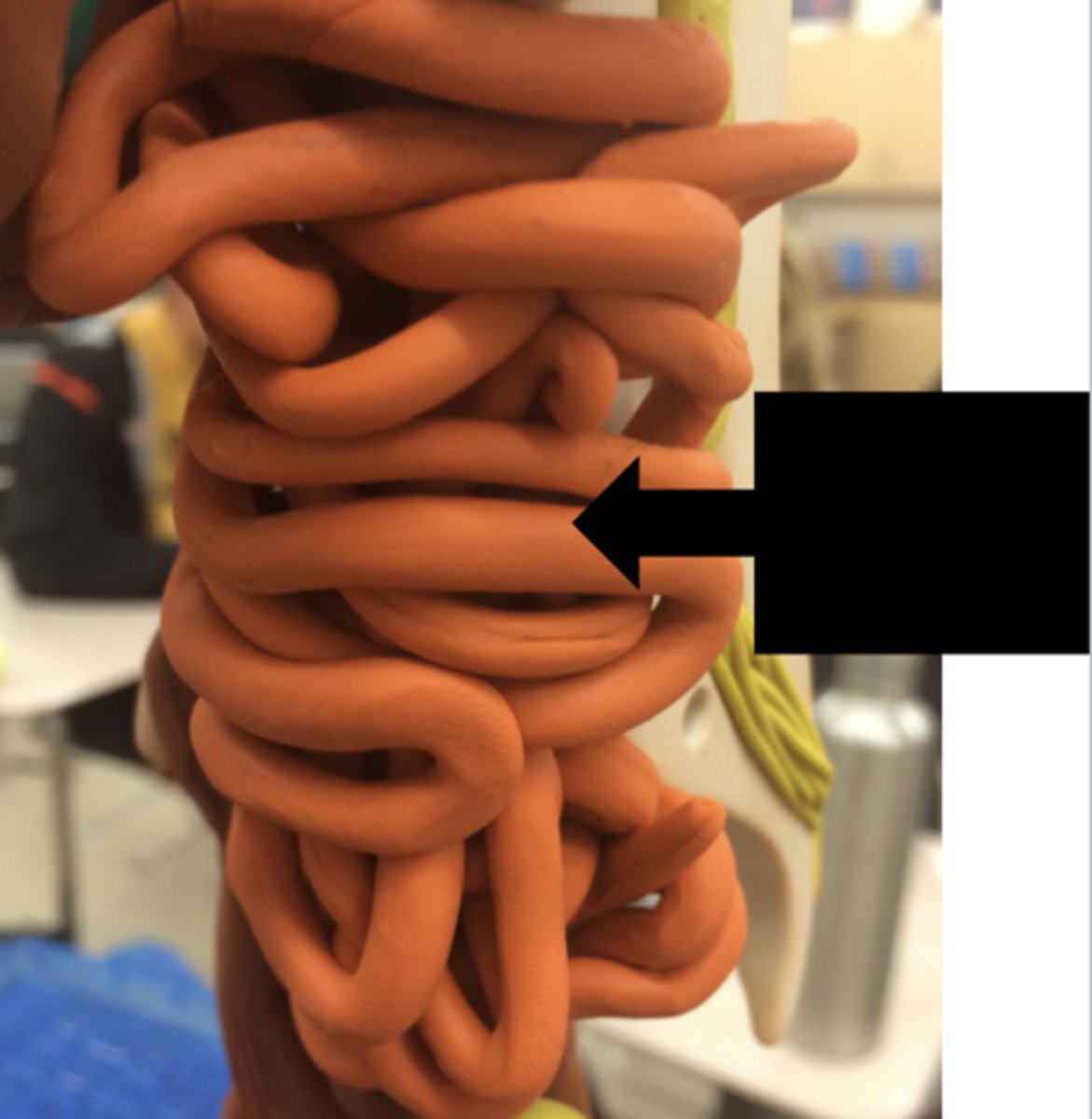 <p>most chemical digestion and absorption of food takes place here</p>