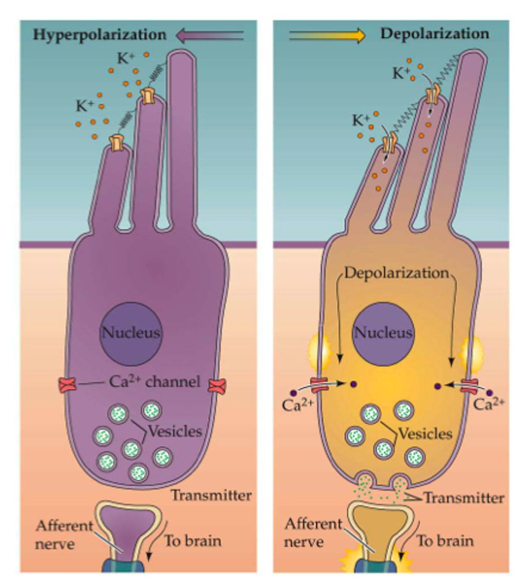 <p>Convert sounds to electrical signals.</p><p>Vibration of basilar membrane causes movement of hair cell stereocilia, opening K+ channels, depolarizing the cell and causing NT release (no action potential).</p><p>High K+ conc. outside (opposite to normal), so opening channels causes depolarization.</p><p>Membrane potential encodes how fast and wide stereocilia move, so how much NT is released</p>