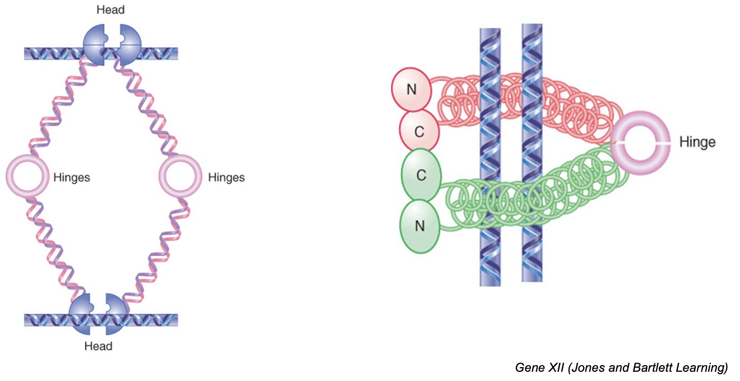 Heads and hinge regions