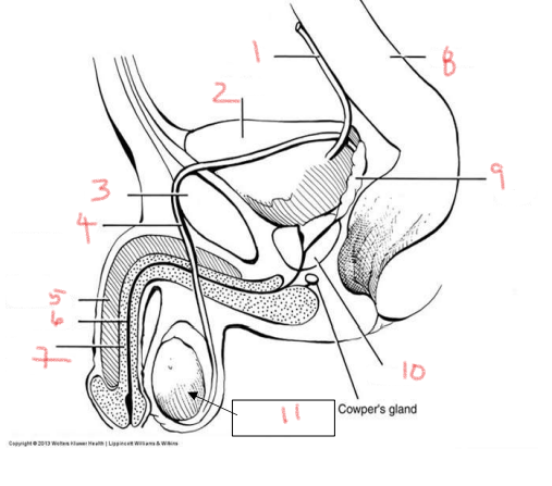 <p>11</p>