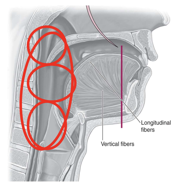 \
* Shared space for breathing and eating
* From the posterior aspects of oral and nasal cavities to the esophagus
* Epiglottis
* Nasopharynx - top small red circle
* Oropharynx - middle small red circle
* Laryngopharynx - bottom small red circlr
* AKA hypopharynx
* The large encasing circle surrounds the whole of pharynx