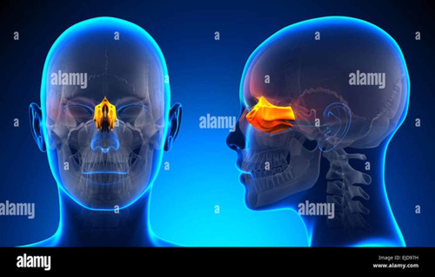 <p>Between the eyes, forming part of the nasal cavity and the orbit</p>