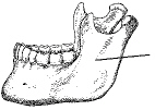 <p><strong>The portion of the mandible identified in the figure below is the:</strong><br><span>A. Body</span><br><span>B. Alveolar portion</span><br><span>C. Ramus</span><br><span>D. Symphysis</span></p>
