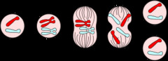 <p>Division of the nucleus in which the chromosome number remains the same as the parent cell, occurs in somatic cells</p>