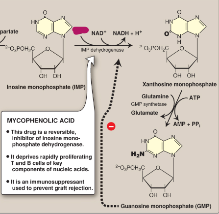 <p>Name this section of GMP synthesis.</p>
