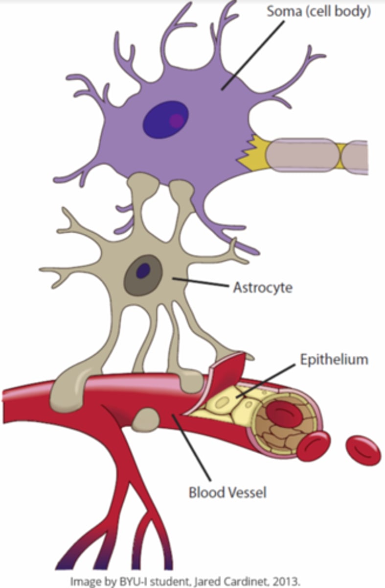 <p>CNS; blood brain barrier</p>