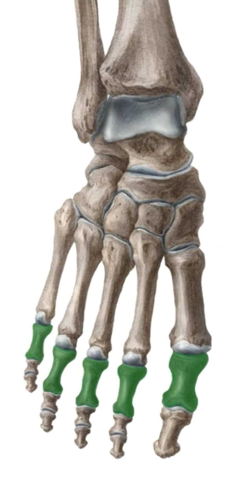 <p>What is this bone? </p>