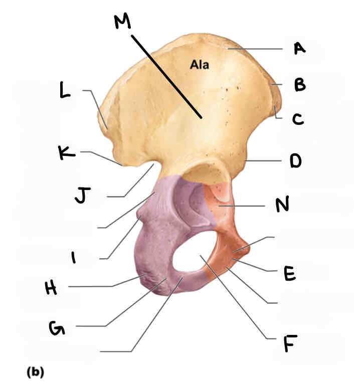 <p>C</p>