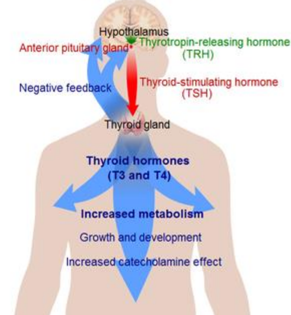 <p>Hypothalamus → TRH → Anterior pituitary gland → TSH → Thyroid gland → T3 + T4</p><p>T3 + T4 → Hypothalamus + Anterior pituitary gland to stop making TRH and TSH</p>