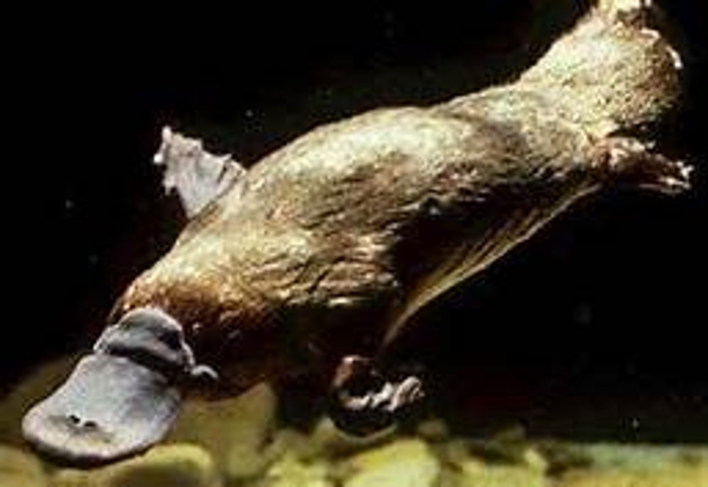 <p>the group of oviparous (egg laying) mammals; ; Platypus in/near water &amp; Echidna are terrestrial</p>