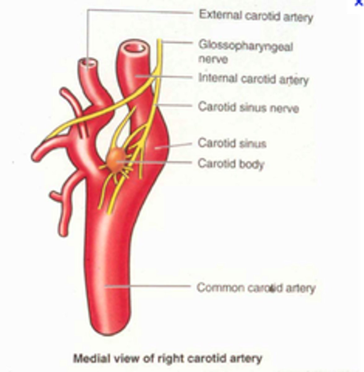 <p>supply ANTERIOR circulation to the brain</p>