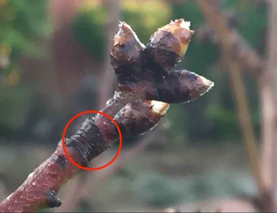 <p>shows where the terminal bud was last year, anything above it is new growth</p>