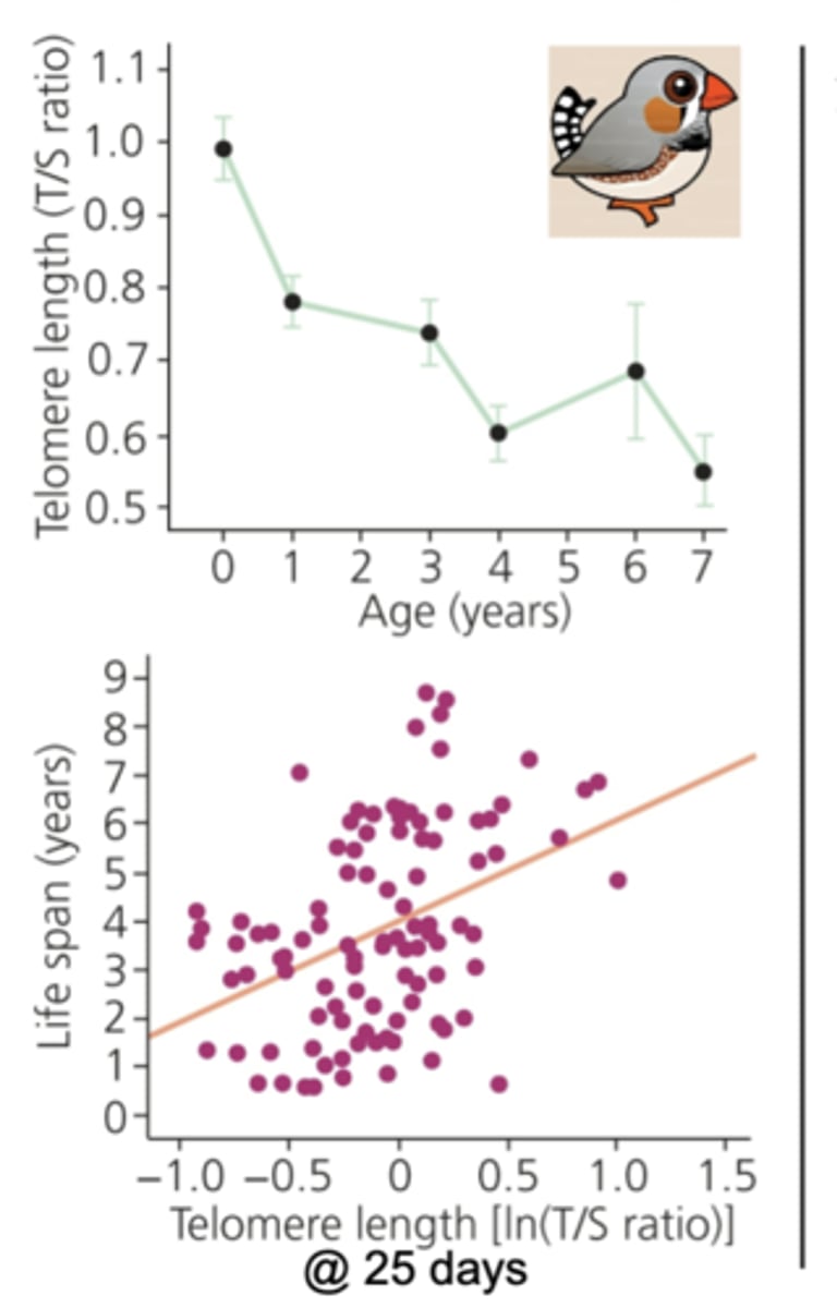<p>telomere length decreases overtime</p><p>when telomeres become too short tumor suppressor protein p53 a tf production is initated that triggers a non dividing state in cells (cell senescence)</p><p>telomere lenth is inversely correlated to lifespan, short telomere reduce cell divisions but also reduce cancer risk</p>