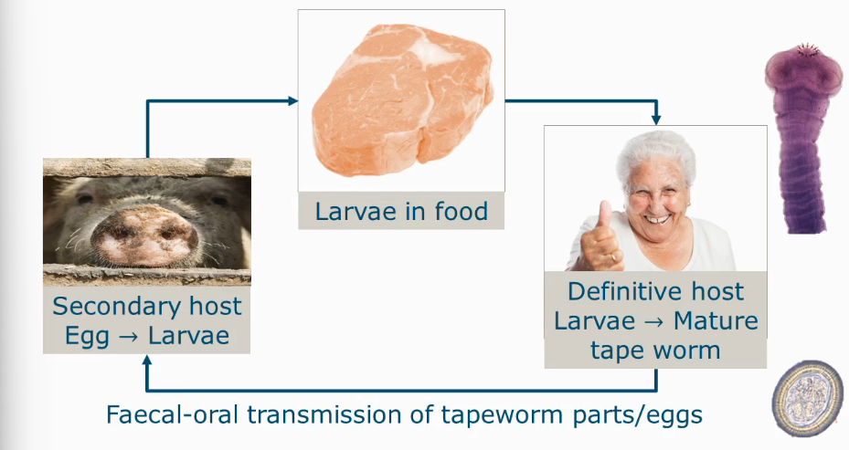<ul><li><p>Pig tapeworm</p></li><li><p>Only in humans the larvae will mature, not in the food.</p></li><li><p>Similar cycle for <em>T. safinata</em> but instead it grows in beef.</p></li></ul><p></p>