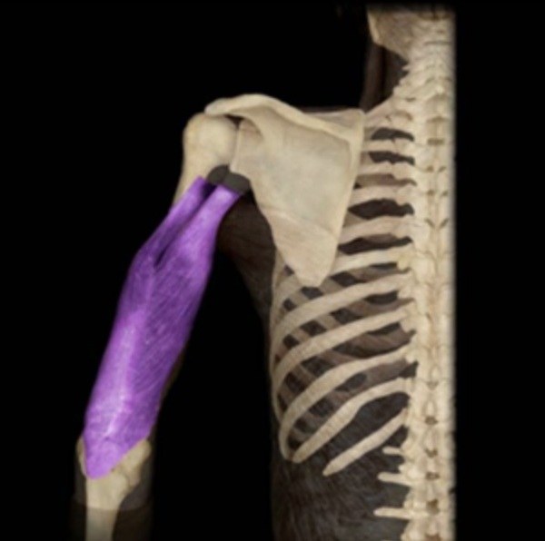 <p>origin of triceps brachii</p>
