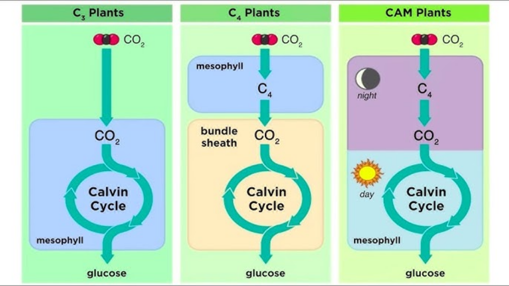 <p><strong>C3 Plants (The Normal Plants) </strong><span data-name="seedling" data-type="emoji">🌱</span></p><ul><li><p>These plants live in places where the weather is nice and not too dry.</p></li><li><p>They just grab <strong>carbon dioxide (CO₂)</strong> from the air and make sugar right away using the <strong>Calvin Cycle.</strong></p></li><li><p>Easy peasy, but if it gets too hot or dry, they start to lose water and make mistakes by accidentally grabbing <strong>oxygen (O₂)</strong> instead of CO₂. That messes up their sugar-making.</p></li></ul><p><strong>Examples:</strong> Rice, wheat, and most trees.</p><div data-type="horizontalRule"><hr></div><p><strong>C4 Plants (The Clever Sunny Plants) </strong><span data-name="corn" data-type="emoji">🌽</span></p><ul><li><p>These plants live in sunny, hot places.</p></li><li><p>They have a <strong>special trick</strong>: instead of using CO₂ right away, they <strong>store it in a safe box (bundle sheath cells)</strong> as a special molecule called <strong>malate.</strong></p></li><li><p>When the weather is hot, they can still make sugar without messing up because the CO₂ is already locked and ready.</p></li></ul><p><strong>Examples:</strong> Corn, sugarcane, and some grasses.</p><div data-type="horizontalRule"><hr></div><p><strong>CAM Plants (The Night Owls) </strong><span data-name="cactus" data-type="emoji">🌵</span></p><ul><li><p>These plants live in super dry, desert-like places.</p></li><li><p>They say, "It's too hot during the day to open my doors!"</p></li><li><p>So they <strong>breathe at night</strong>, grabbing CO₂ and storing it as a special acid.</p></li><li><p>During the day, they close their doors to keep water in and use the stored CO₂ to make sugar.</p></li></ul><p><strong>Examples:</strong> Cacti, succulents, and pineapples.</p><div data-type="horizontalRule"><hr></div><p><strong>Quick Recap:</strong></p><ul><li><p><strong>C3:</strong> Chill and simple but bad in heat.</p></li><li><p><strong>C4:</strong> Clever with a CO₂ storage trick for hot days.</p></li><li><p><strong>CAM:</strong> Night owls that store CO₂ at night to survive deserts. <span data-name="sun_with_face" data-type="emoji">🌞</span><span data-name="crescent_moon" data-type="emoji">🌙</span></p></li></ul><p></p>