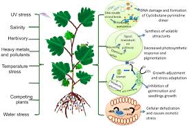 <ol><li><p>Injury causes cells to break and release contents</p></li><li><p>Enzymes are produced to heal the injury</p></li><li><p>Oxidation reactions cause browning that helps heal the wound</p></li><li><p>Other chemical reactions occur to start the process of cell division</p></li></ol><p></p>