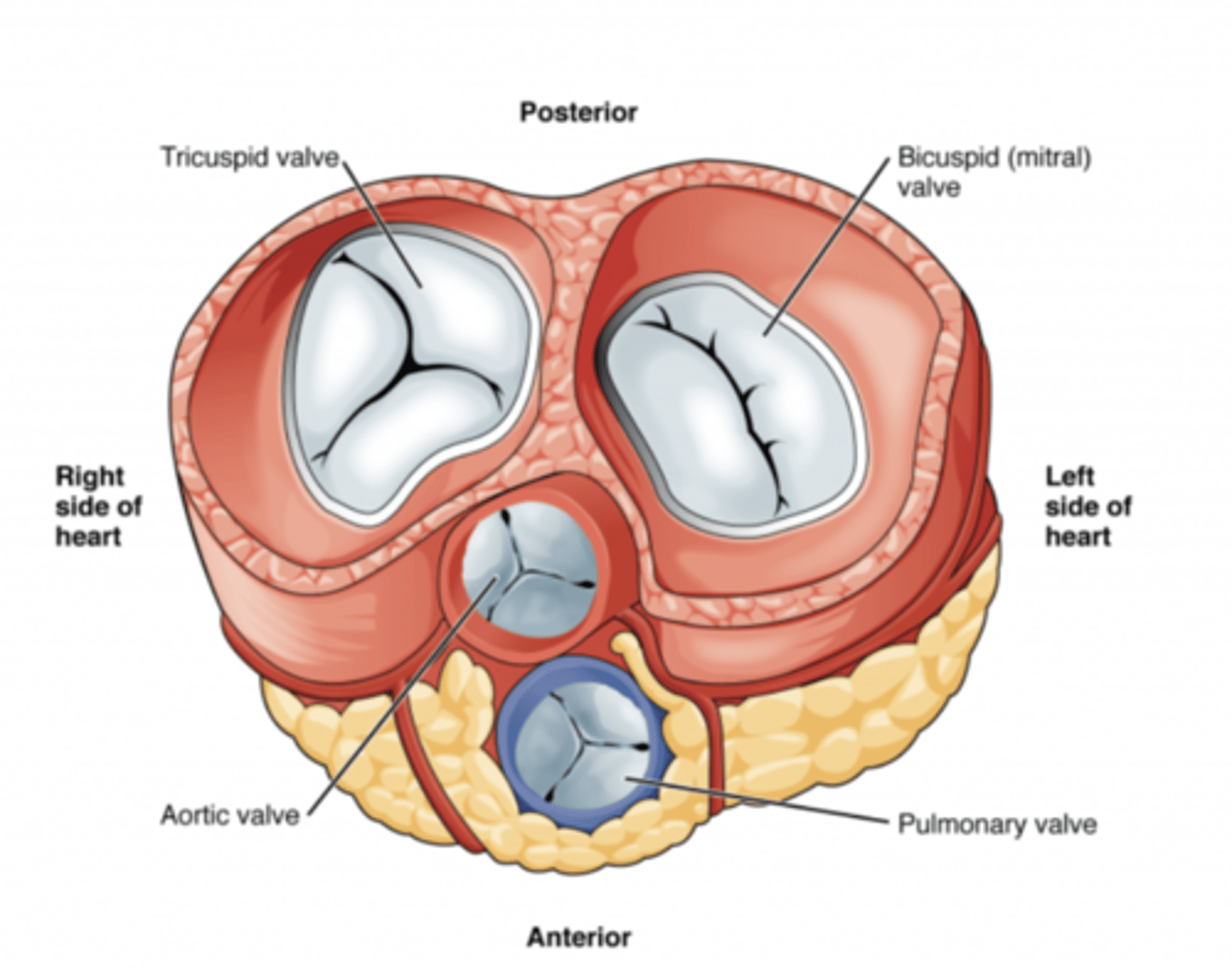 <p>AV valves open during diastole</p><p>AV valves close in systole</p><p>OPEN : ALLOW FLOW FROM ATRIA TO VENTRICLES</p><p>CLOSE : PREVENT BACKFLOW </p>