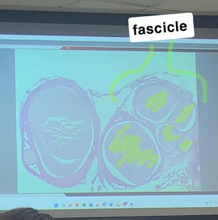 <p>Fascicle</p>