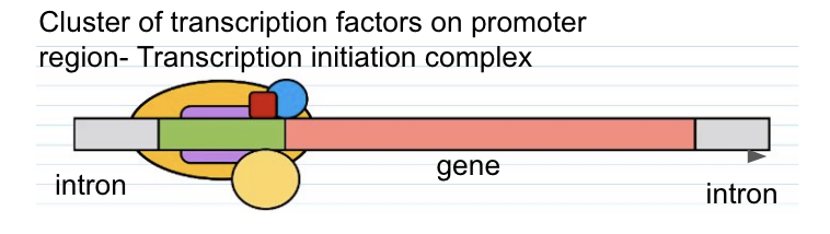 <ul><li><p>Cluster of transcription factors on promoter region- transcription initiation complex</p></li><li><p>Intron</p></li><li><p>Gene</p></li></ul><p></p>