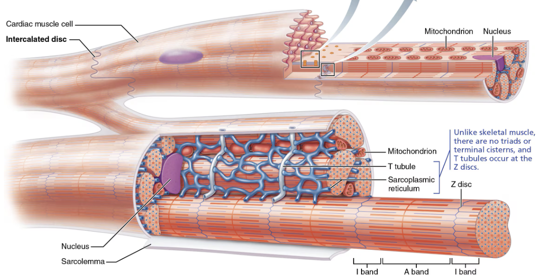<ol><li><p>Striated </p></li><li><p>Short&nbsp;</p></li><li><p>Branched&nbsp;</p></li><li><p>Fat&nbsp;</p></li><li><p>Interconnected&nbsp;</p></li></ol><p></p>