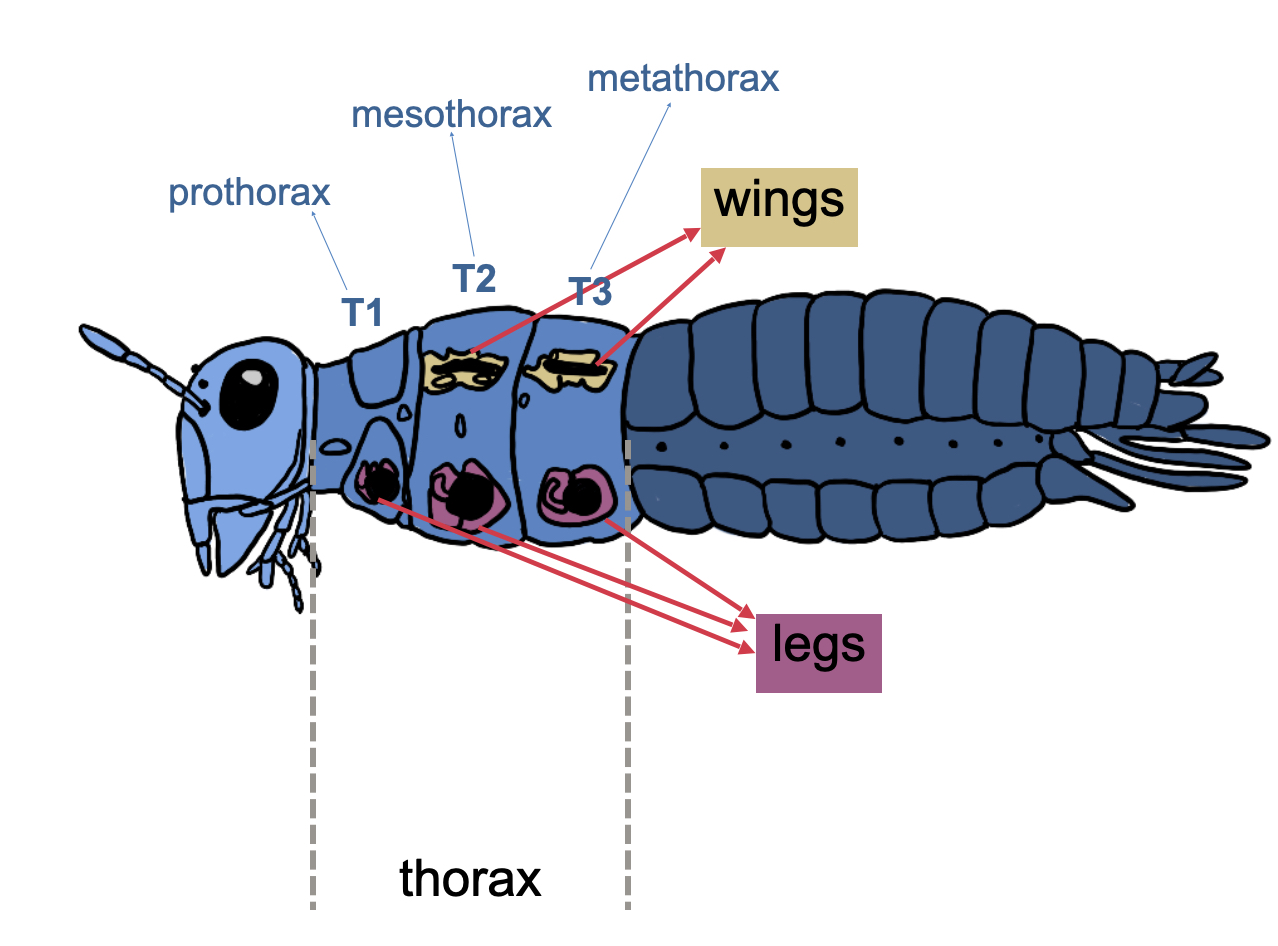 <p>second segment of the thorax, contains a pair of wings and legs</p>
