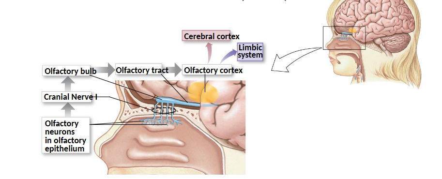 <p>the only sensory modality that does NOT go to thalamus first and does NOT cross the midline</p><p>the only special sense where the sensory cell is the neuron itself that carries information to the CNS</p><p>way more important as a sense in other species since it’s closely linked with taste, emotion, memory</p>