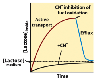 <ul><li><p>when cyanide is added in the middle of the experiment, lactose goes back out</p><ul><li><p>blocks transport of lactose</p></li></ul></li><li><p>cyanide blocks ETC which makes the proton gradient</p></li></ul><p></p>