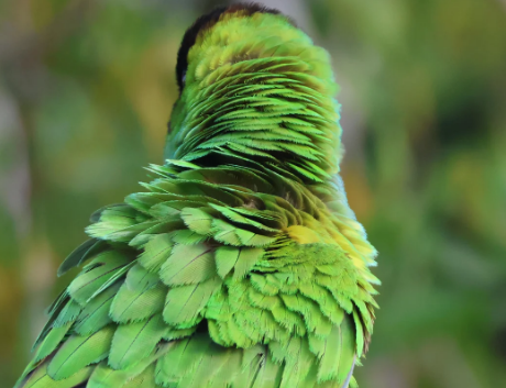 <p>the contour feather is extremely wide</p>