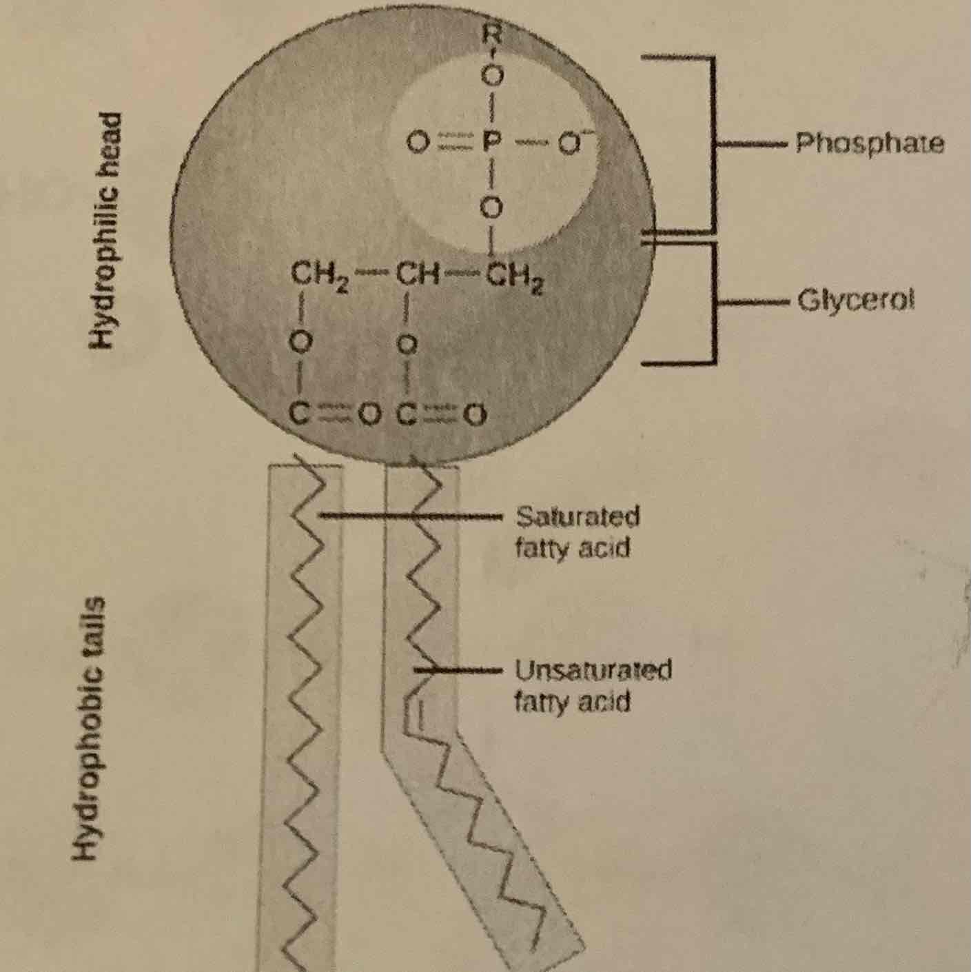 <p>Phosphate group, glycerol backbone of the molecule<br>-hydrophilic head<br>-Hydrophobic tail<br>-Soluble in water<br>-Component of cell membranes</p>