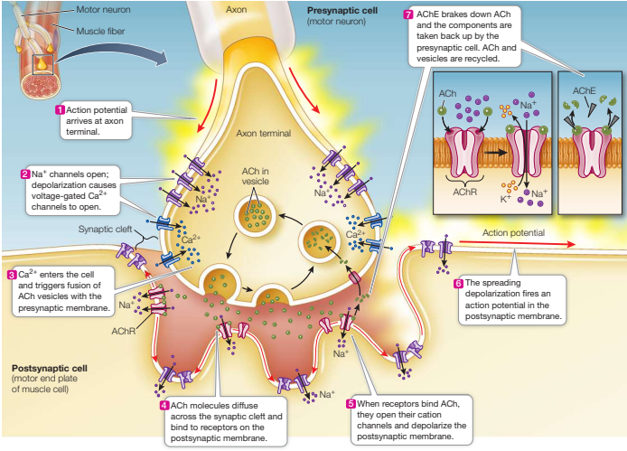 <p>Ach molecules diffuse across the synaptic cleft and bind to receptors on the postsynaptic membrane</p><p>When receptors bind ACh, they open their cation channels and depolarize the postsynaptic membrane</p><p>The spreading depolarization fires an action potential in the postsynaptic membrane</p><p>AChE brakes down ACh and the components are taken back up by the presynaptic cell. ACh and vesicles are recycled</p><p>The breakdown products (acetate and choline) are taken up by the presynaptic membrane and resynthesized into more ACh</p>