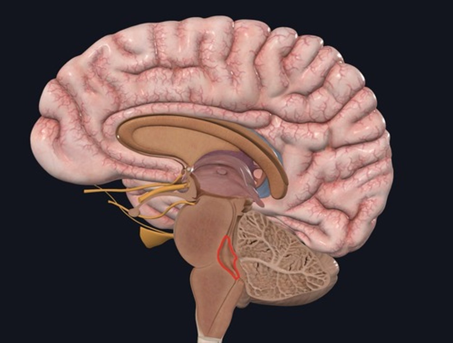<p>Name the space outlined in red.</p>
