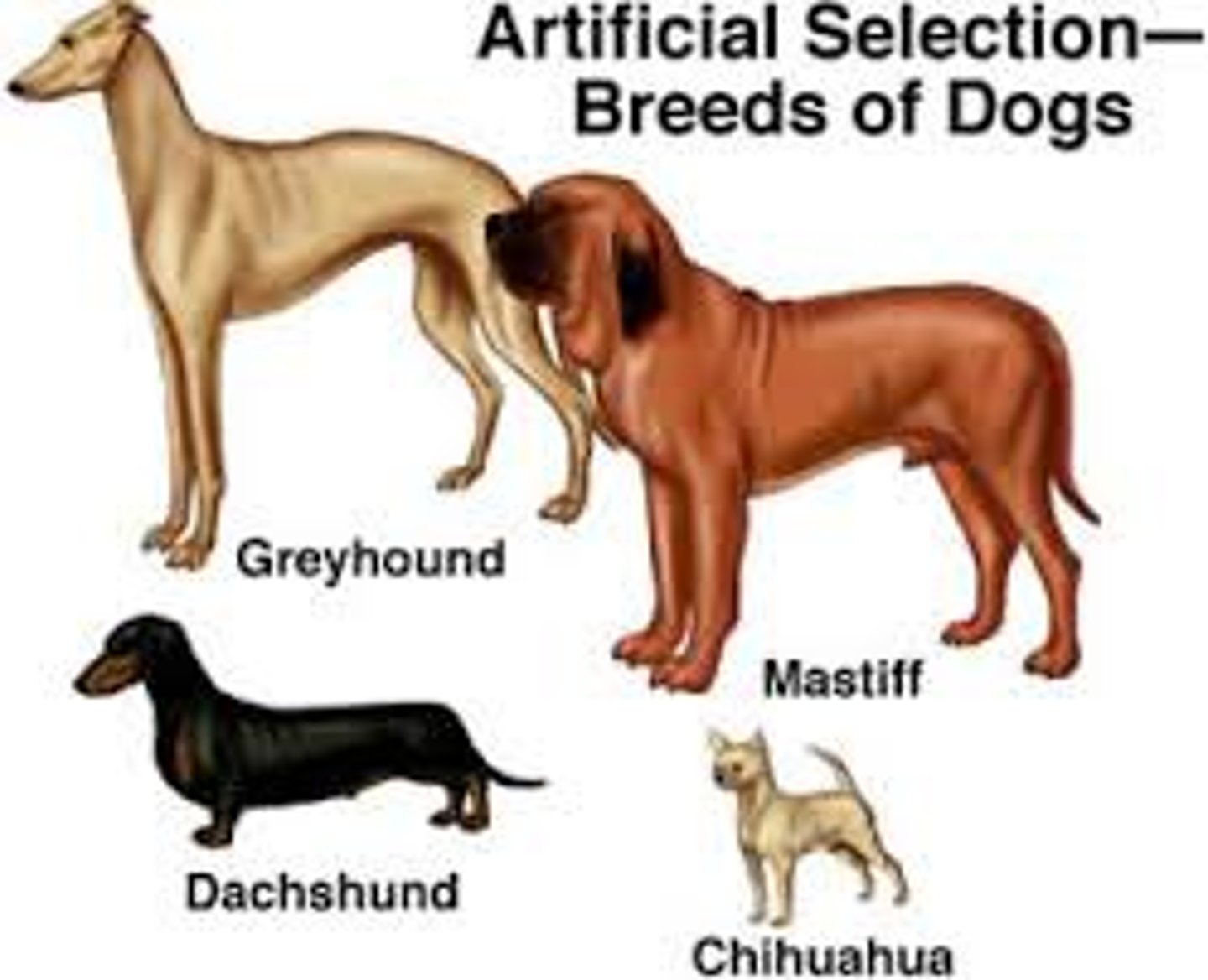 <p>Selection by humans for breeding of useful traits from the natural variation among different organisms</p>