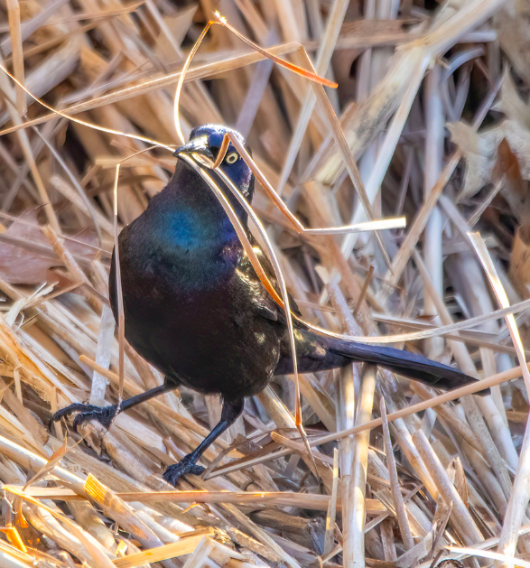 <p>Common Grackle</p>